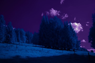 夜间，蓝天下，雪地上的树木覆盖着地面